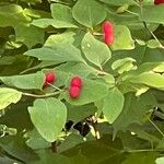 Lonicera canadensis Fruit