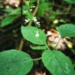 Circaea lutetiana 花