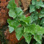 Lactuca muralis Leaf