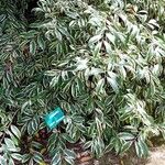 Cleyera japonica Hoja