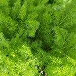 Meum athamanticum Leaf