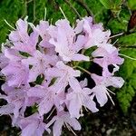 Rhododendron pleistanthum Floare