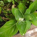 Coleus barbatus Leht