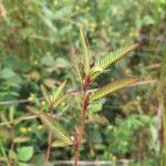 Aeschynomene americana Blatt