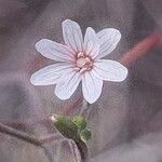 Epilobium brachycarpum Flower