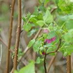 Rubus spectabilis Écorce