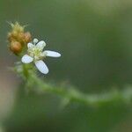 Caperonia palustris Flor