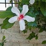 Hibiscus arnottianus Flower