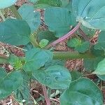Boerhavia erecta 樹皮