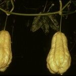 Sechium edule Φρούτο