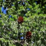 Pseudotsuga macrocarpa Yeri