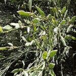 Genista cinerea Hoja