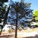 Cupressus lusitanica Συνήθη χαρακτηριστικά