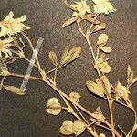 Trigonella spicata Blatt