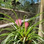 Tillandsia guatemalensisÕis