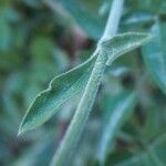 Silene italica Liść