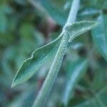 Silene italica Blad