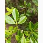 Zanthoxylum asiaticum पत्ता