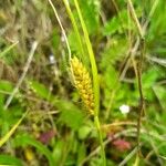 Carex hirta Blüte