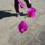 Lathyrus tingitanusᱵᱟᱦᱟ