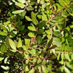 Pistacia lentiscusΦύλλο