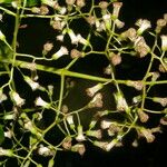 Neomirandea araliifolia Hoja