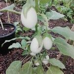 Solanum melongenaFlower