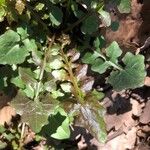 Lactuca muralis Leaf