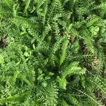 Achillea nobilis Blad