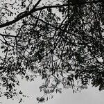 Albizia adianthifolia Delienn