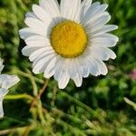 Leucanthemum ircutianum Květ