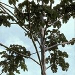 Cecropia obtusa Rusca