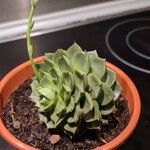 Echeveria derenbergii Foglia