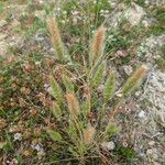 Polypogon monspeliensis Habit