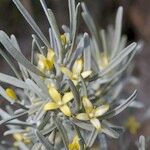Cneorum pulverulentum Other