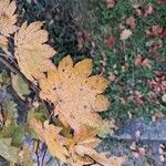 Acer circinatum Feuille