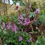 Francoa appendiculata Lorea