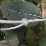 Senecio gossypinus Diğer