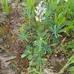 Lupinus hispanicus 花