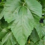 Helianthus giganteus ഇല