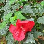 Hibiscus moscheutos Frunză