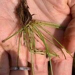 Eleocharis obtusa Flower