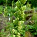 Boykinia rotundifolia