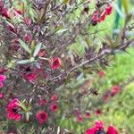 Leptospermum scoparium Folla