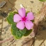 Catharanthus roseus Flower