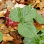 Rubus hispidus Leaf