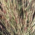 Schizachyrium scoparium Blatt