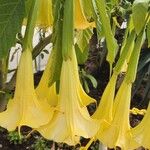 Brugmansia suaveolensКветка