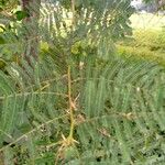 Vachellia sieberiana Blatt