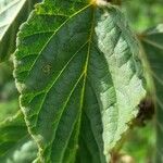 Waltheria indica Blatt